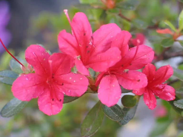 Photo of R. kiusianum var kiusianum 'Amoenum Coccineum', Evergreen Azalea Species Selection