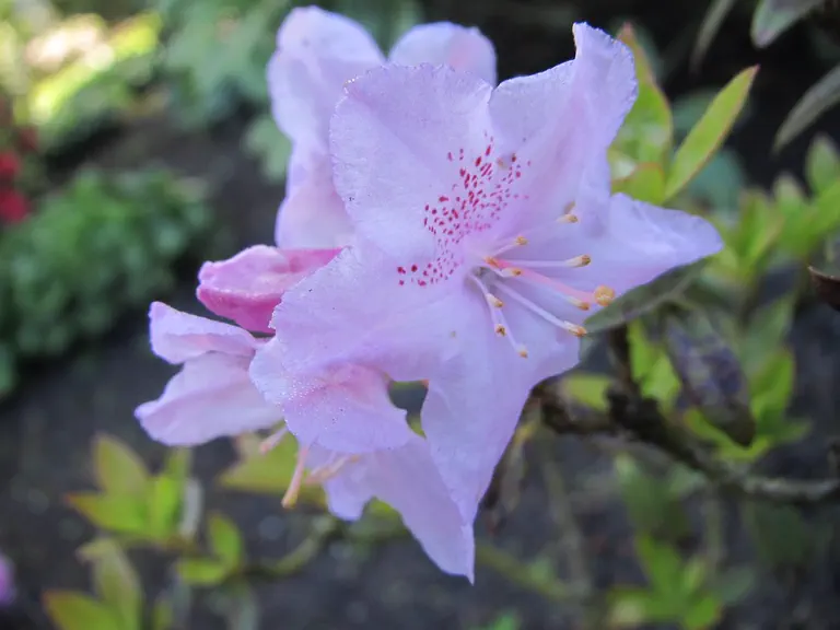 Photo of R. 'Lavenda', Evergreen Azalea Hybrid