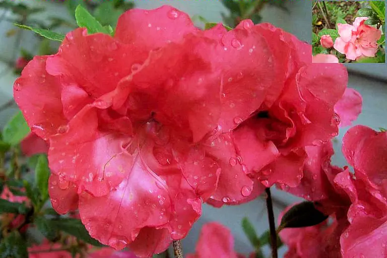 Photo of R. 'Layne Ashlee', Evergreen Azalea Hybrid