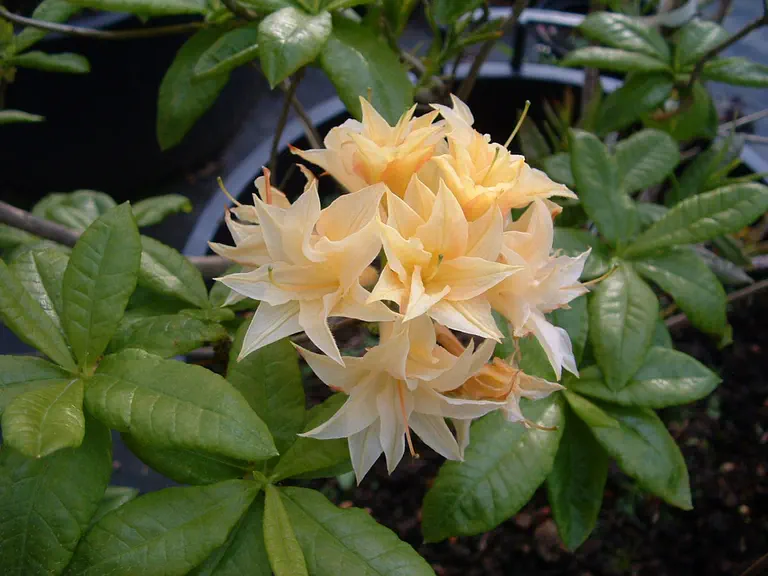 Photo of R. 'Praxitčle', Deciduous Azalea Hybrid
