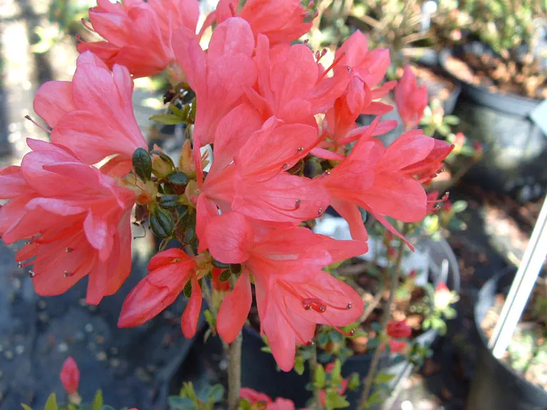Photo of R. 'Rex', Evergreen Azalea Hybrid