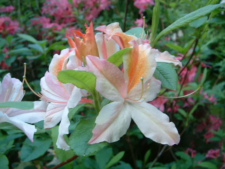 Photo of R. 'Exquisitum', Deciduous Azalea Hybrid