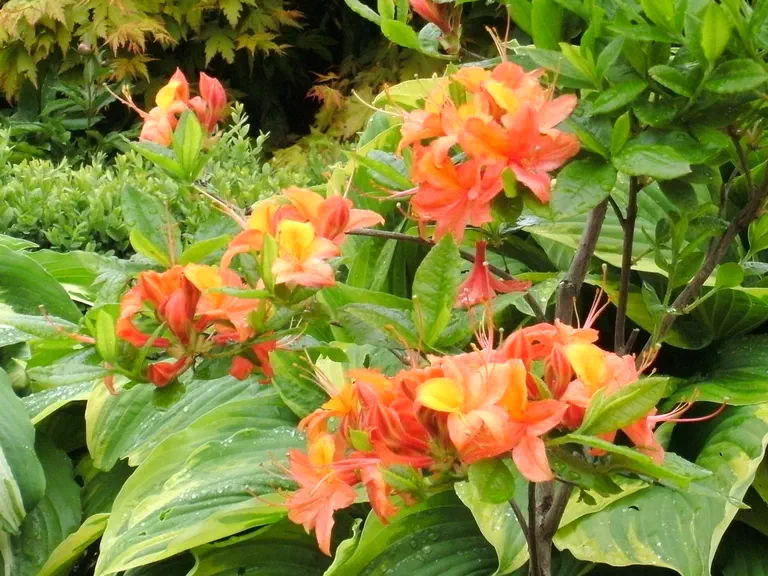 Photo of R. 'Edison', Deciduous Azalea Hybrid