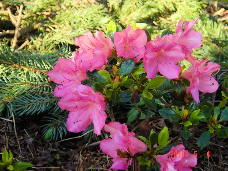 Photo of R. 'Guy Yerkes Tetra', Evergreen Azalea Hybrid