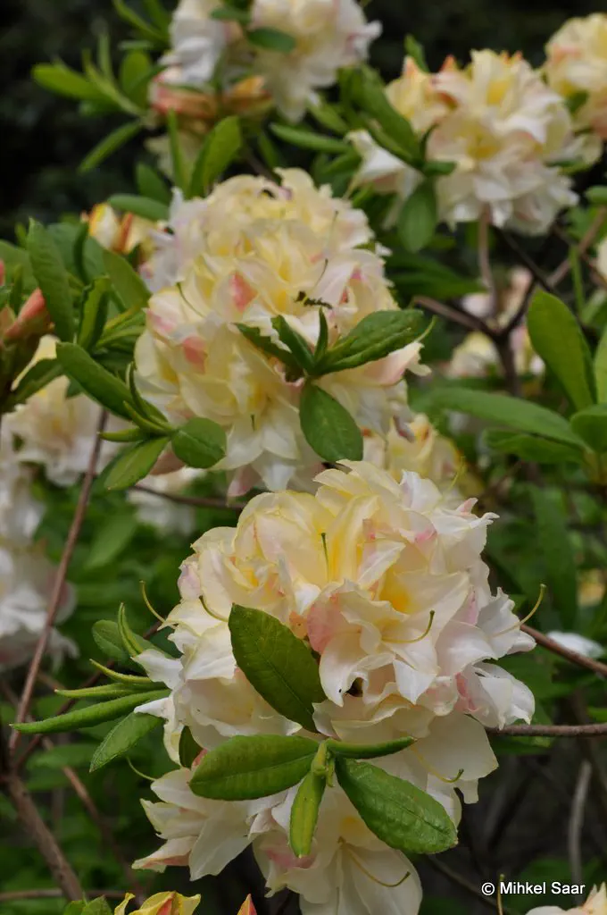 Photo of R. 'Chelsea Reach', Deciduous Azalea Hybrid
