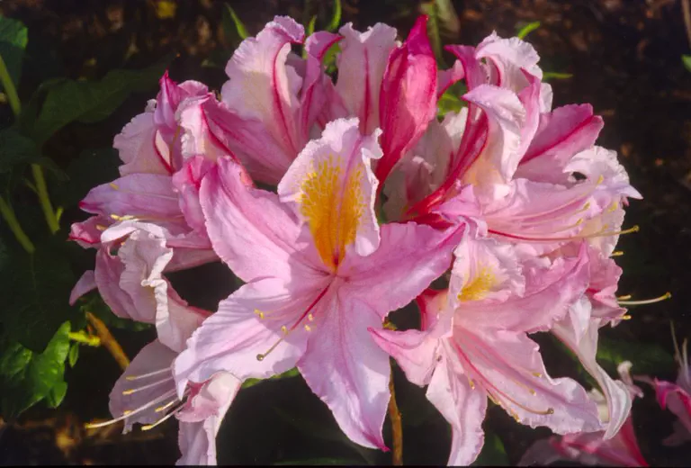 Photo of R. 'Candy Stripe', Evergreen Azalea Hybrid