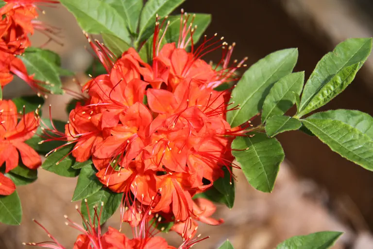 Photo of R. cumberlandense 'Firecracker', Deciduous Azalea Species Selection