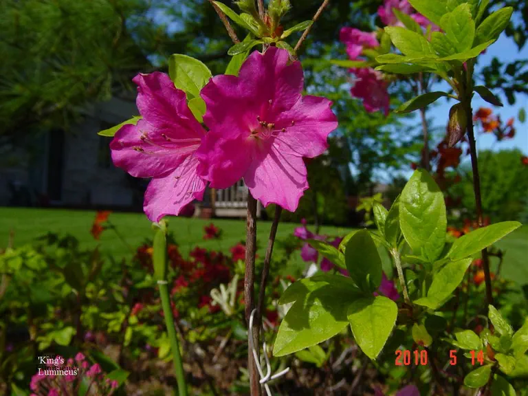 Photo of R. 'King's Luminous Pink', Evergreen Azalea Hybrid