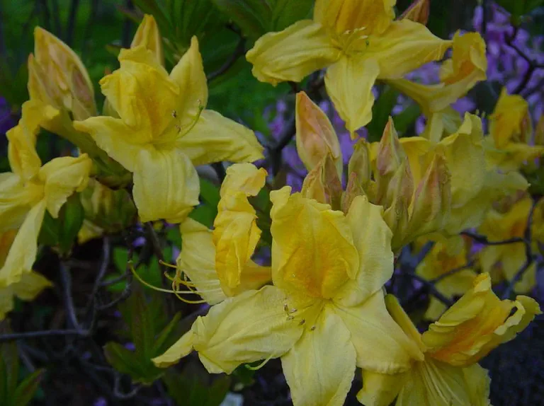 Photo of R. 'Windsor Buttercup', Deciduous Azalea Hybrid