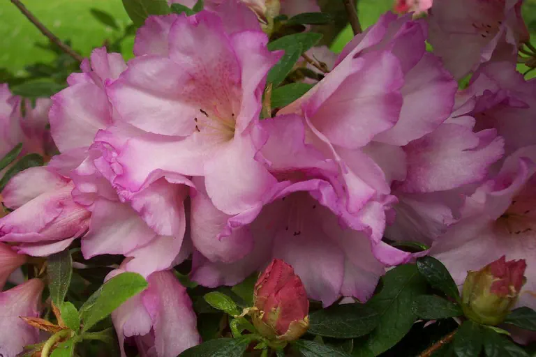 Photo of R. 'Rose Lee Clagett', Evergreen Azalea Hybrid
