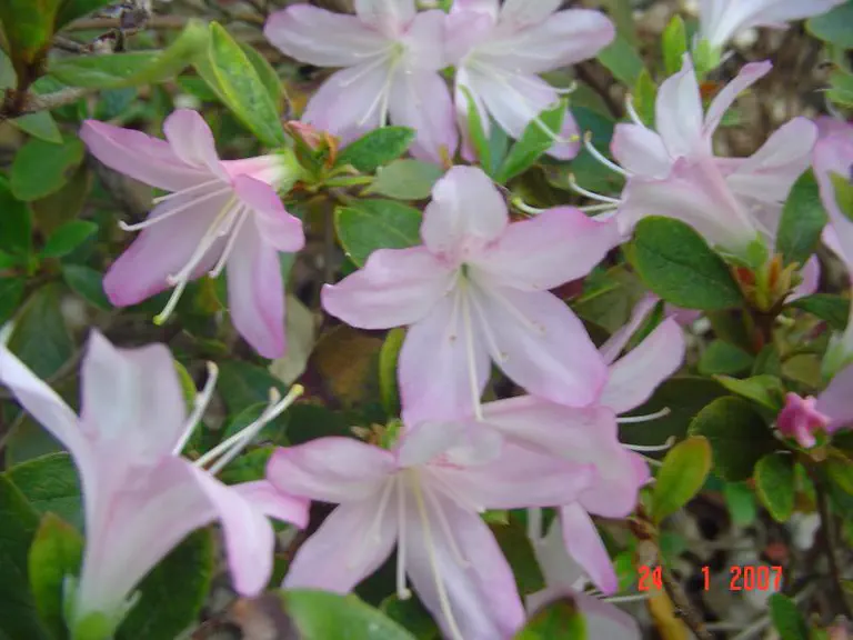 Photo of R. 'Aunt Jim', Evergreen Azalea Hybrid