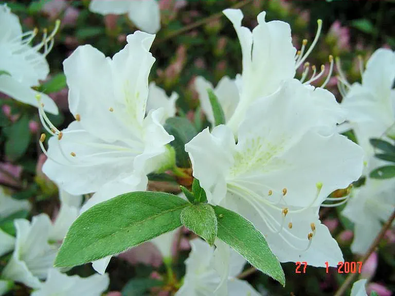 Photo of R. 'Mania', Evergreen Azalea Hybrid