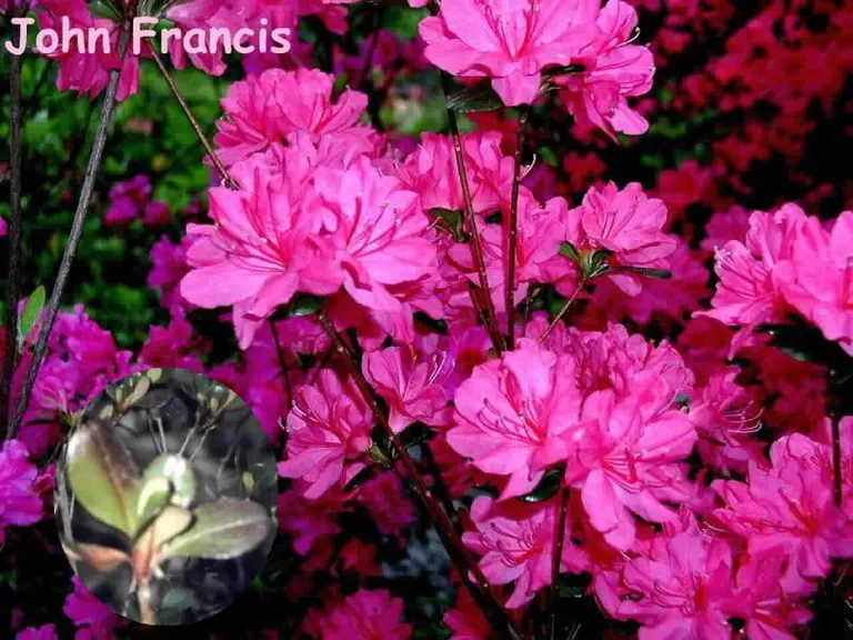 Photo of R. 'John Francis', Evergreen Azalea Hybrid