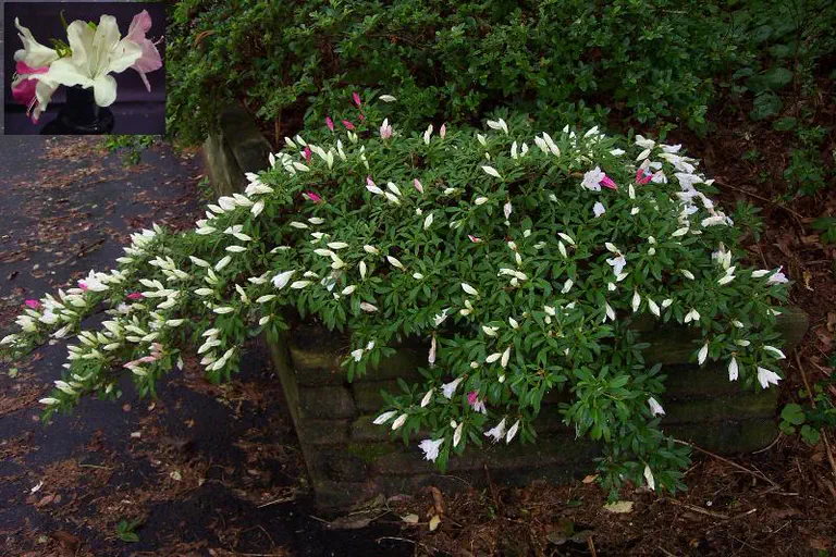 Photo of R. 'Inch', Evergreen Azalea Hybrid
