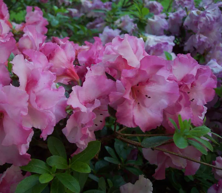 Photo of R. 'Marybeth', Evergreen Azalea Hybrid