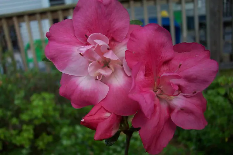Photo of R. 'Momma Cee', Evergreen Azalea Hybrid