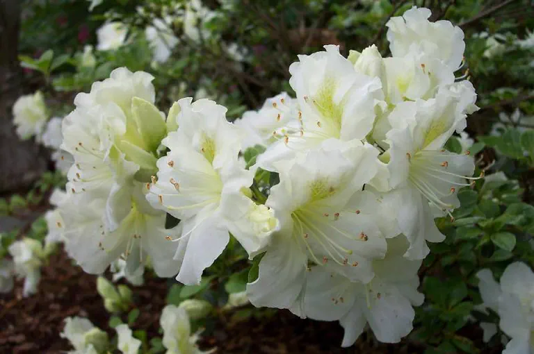 Photo of R. 'Patrick William', Evergreen Azalea Hybrid