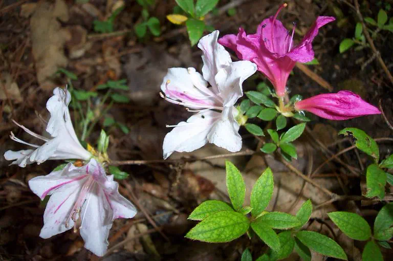 Photo of R. 'Pop's', Evergreen Azalea Hybrid
