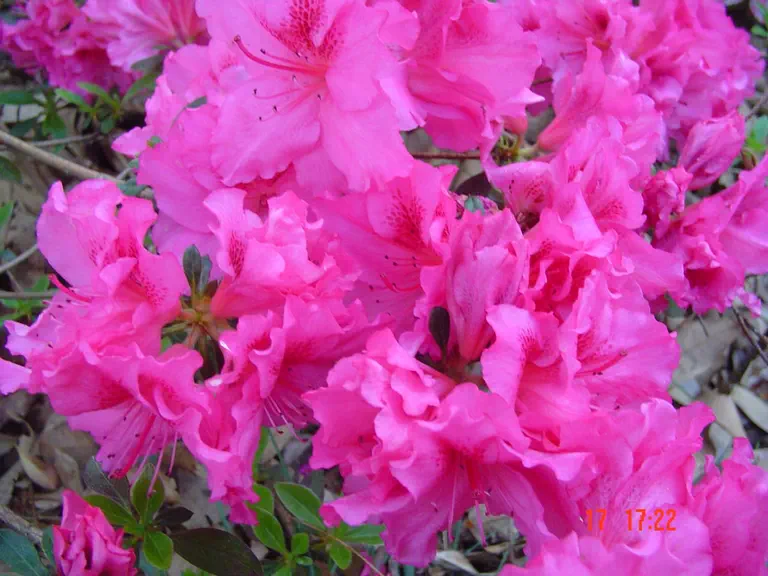 Photo of R. 'Ryan Michael', Evergreen Azalea Hybrid
