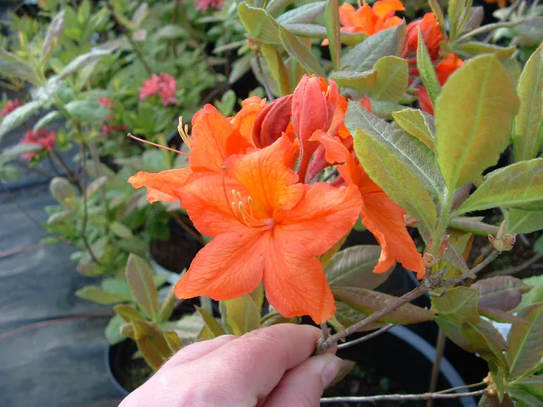 Photo of R. 'Stour', Deciduous Azalea Hybrid