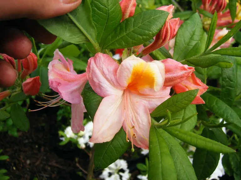 Photo of R. 'Waxwing', Deciduous Azalea Hybrid