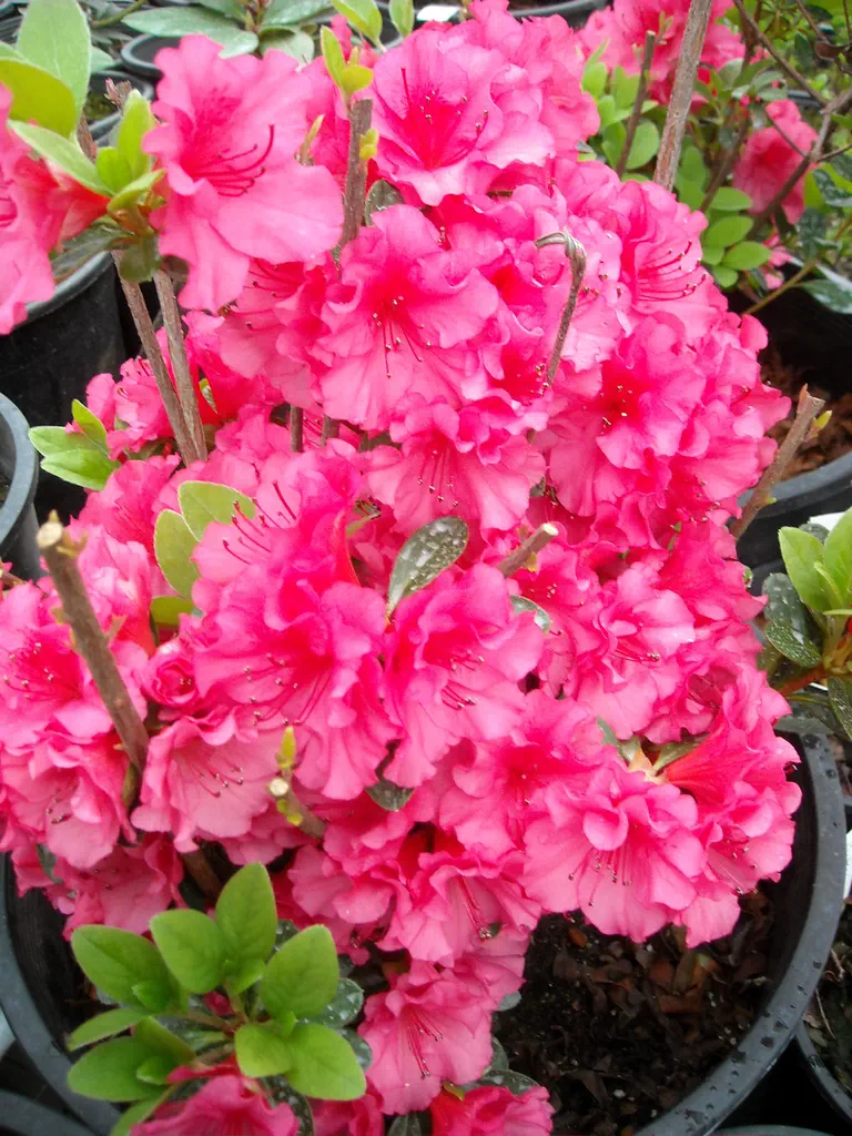 Photo of R. 'Jeremiah', Evergreen Azalea Hybrid