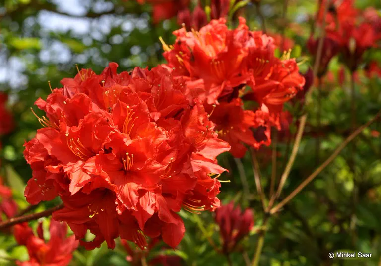 Photo of R. 'Robert Koch', Deciduous Azalea Hybrid