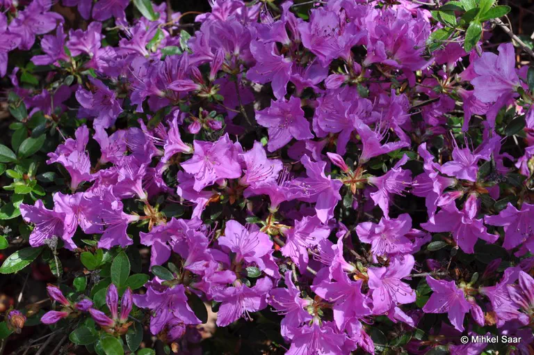 Photo of R. 'Otava', Evergreen Azalea Hybrid