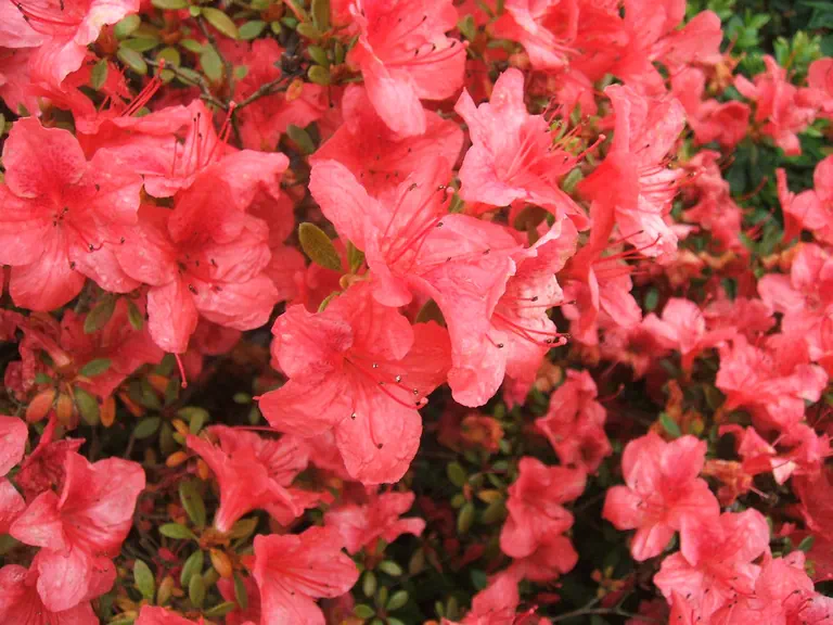 Photo of R. 'Aladdin', Evergreen Azalea Hybrid