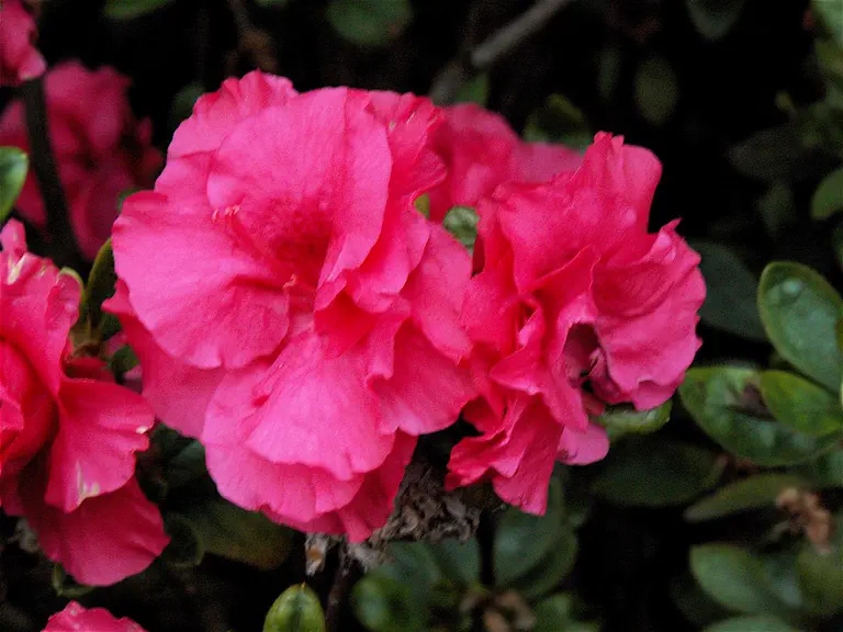 Photo of R. 'Alaska', Evergreen Azalea Hybrid