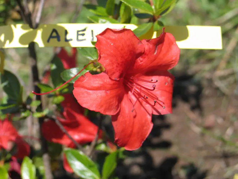 Photo of R. 'Aleida', Evergreen Azalea Hybrid