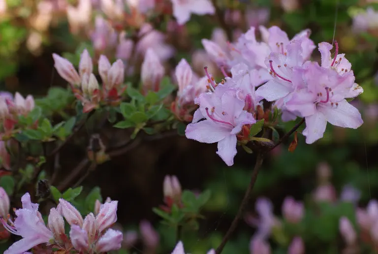 Photo of R. 'Louisa', Evergreen Azalea Hybrid