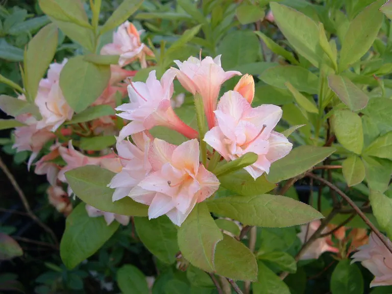 Photo of R. 'Shanty', Deciduous Azalea Hybrid