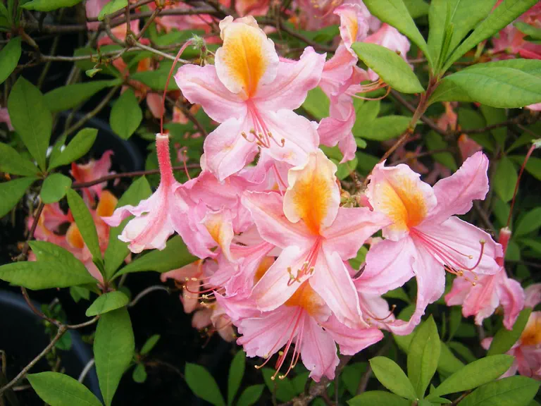 Photo of R. 'Cote Group', Deciduous Azalea Hybrid