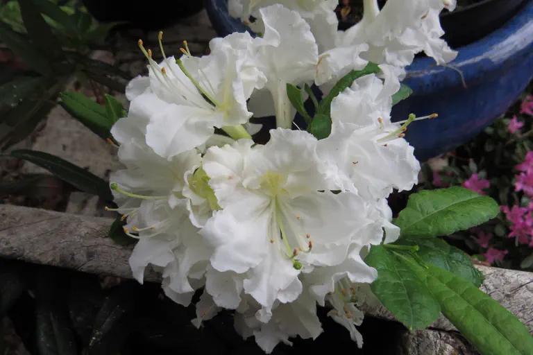 Photo of R. 'White Frills', Evergreen Azalea Hybrid
