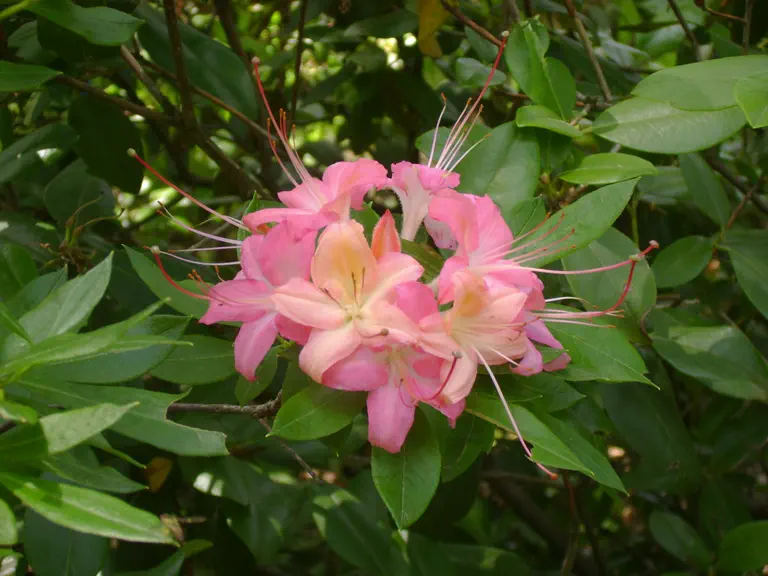 Photo of R. 'Popsicle', Deciduous Azalea Hybrid