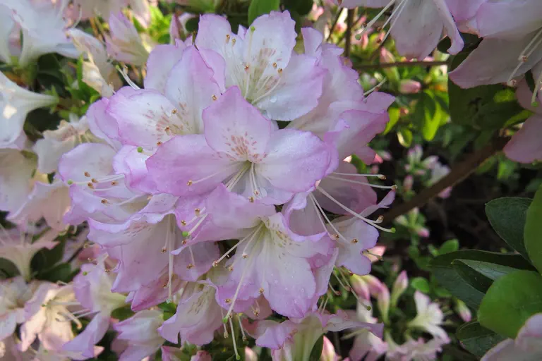 Photo of R. 'Kasumi-gaseki', Evergreen Azalea Hybrid