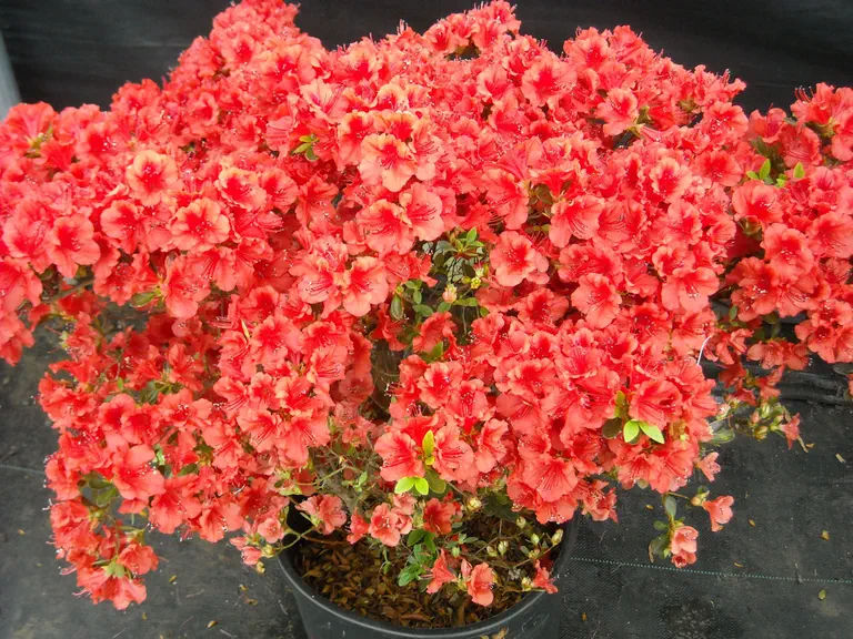 Photo of R. 'Girard's Scarlet', Evergreen Azalea Hybrid