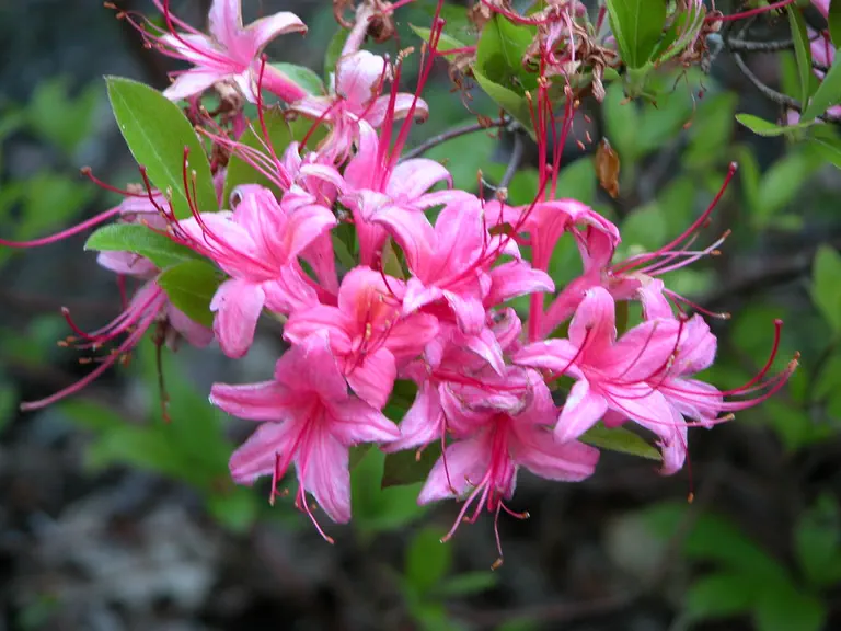Photo of R. 'Weston's Parade', Deciduous Azalea Hybrid