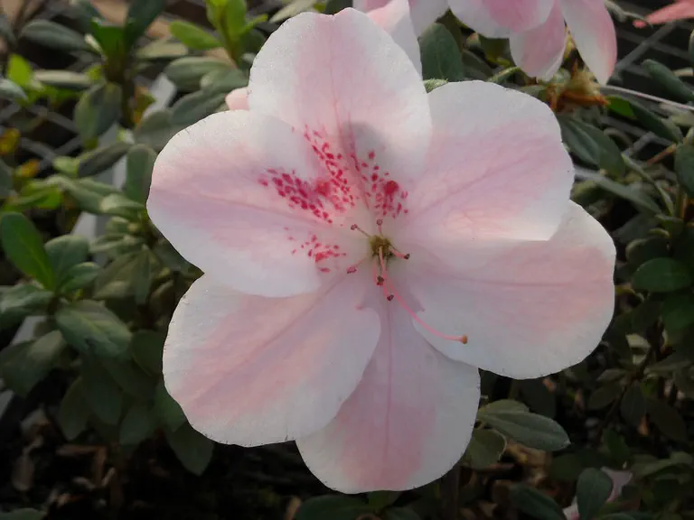 Photo of R. 'I'll Be Damned', Evergreen Azalea Hybrid