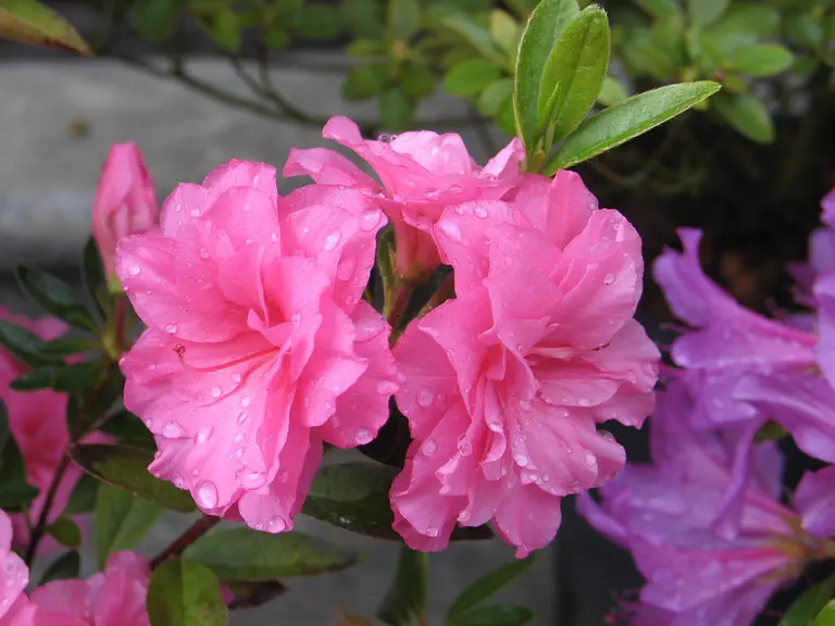 Photo of R. 'Rosebud', Evergreen Azalea Hybrid