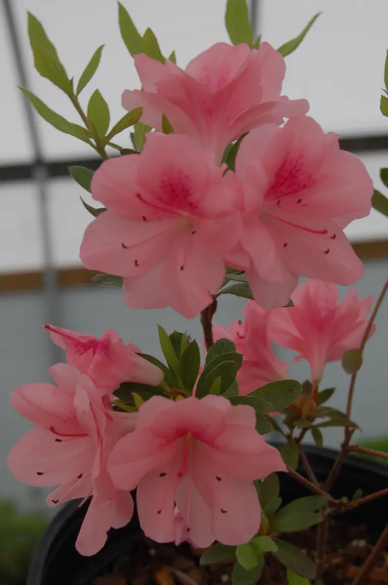 Photo of R. 'Myrtle Leaf', Evergreen Azalea Hybrid