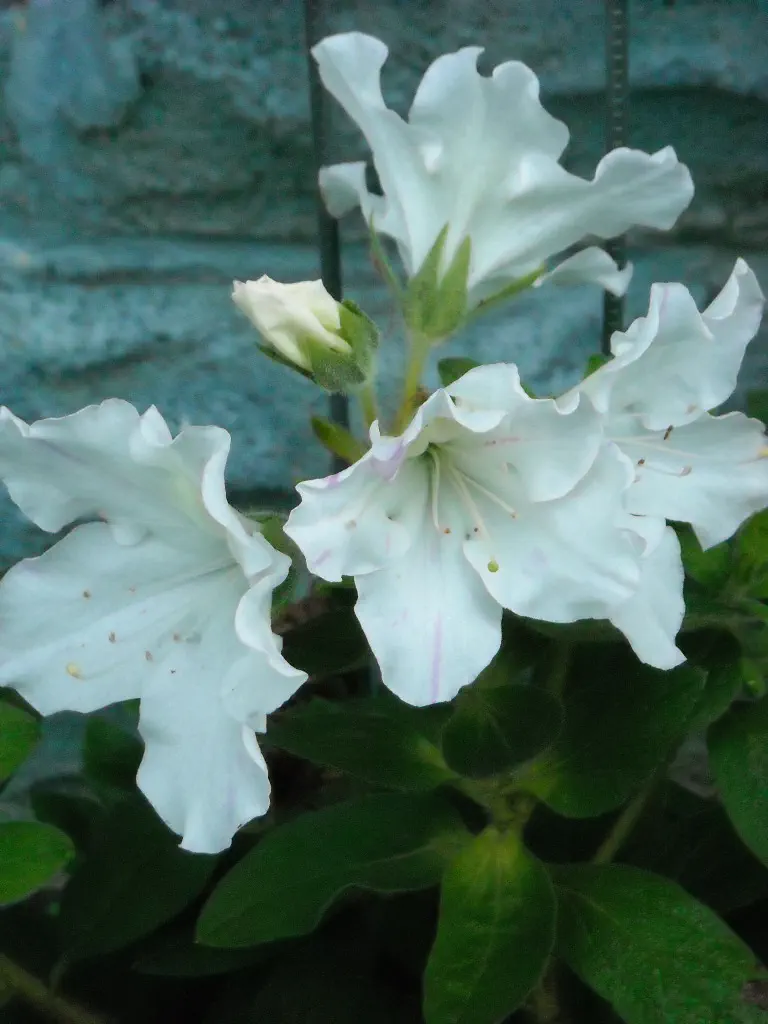 Photo of R. 'August to Frost', Evergreen Azalea Hybrid