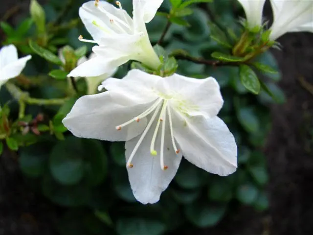 Photo of R. 'Snowwhite', Evergreen Azalea Hybrid