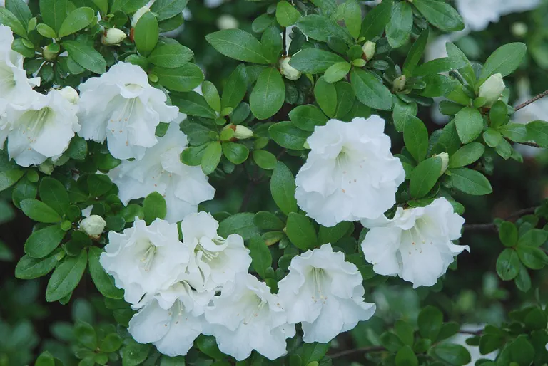 Photo of R. 'Cape Cod', Evergreen Azalea Hybrid
