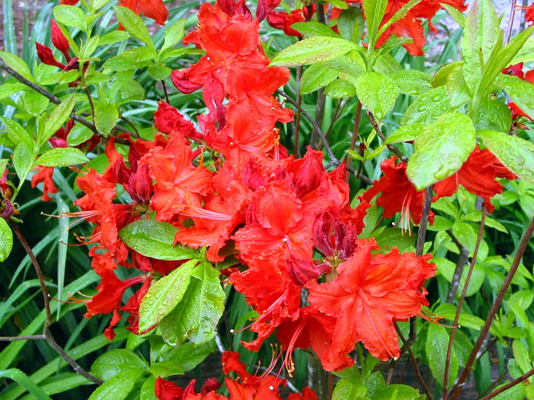 Photo of R. 'Darkie', Deciduous Azalea Hybrid