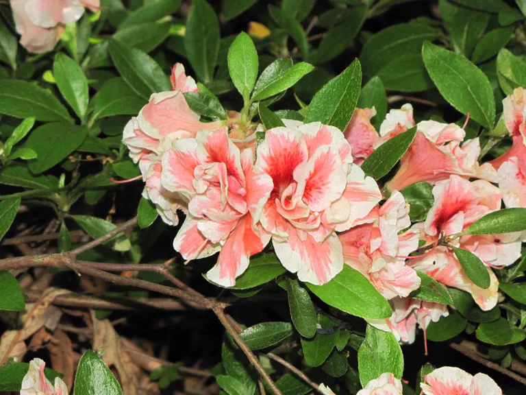 Photo of R. 'David Waldman', Evergreen Azalea Hybrid