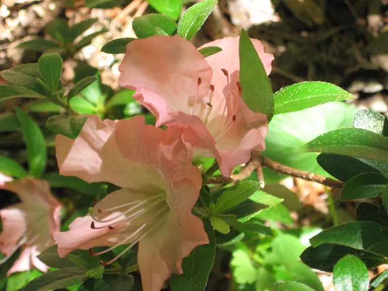Photo of R. 'Debonaire', Evergreen Azalea Hybrid