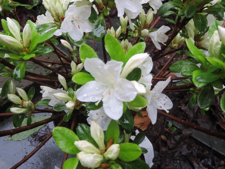 Photo of R. 'Diamant Weiss', Evergreen Azalea Hybrid