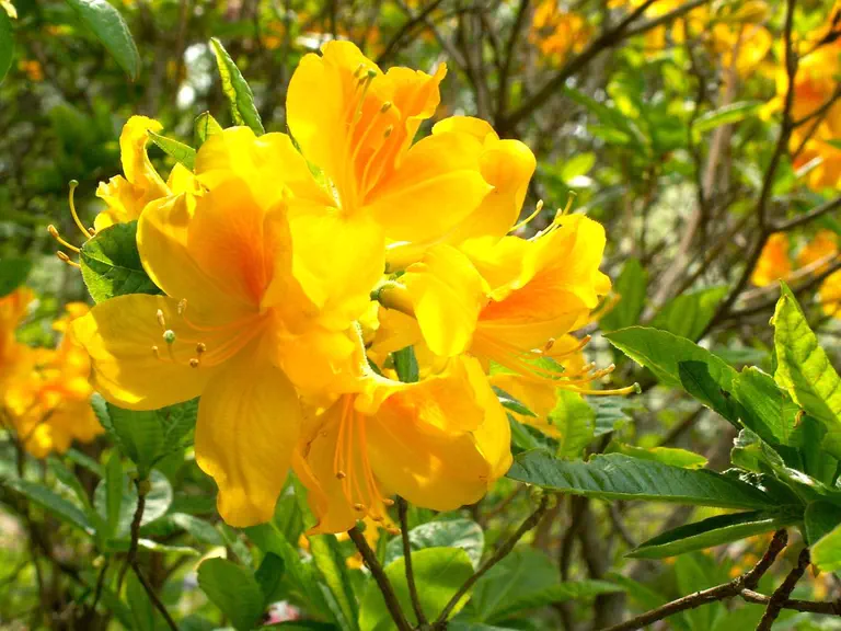 Photo of R. 'Goldflake', Deciduous Azalea Hybrid